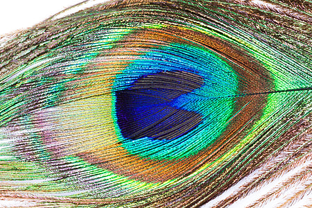 closeup of peacock feather's eye thumbnail