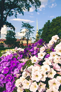 nature, sky, clouds, flowers thumbnail