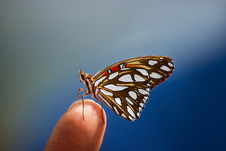 close-up photo of butterfly thumbnail
