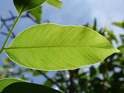 photography green leaf plant thumbnail