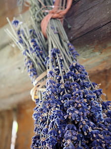 close up photo of blue petaled flowers thumbnail