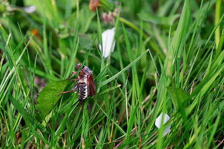 black insect on green grass field thumbnail