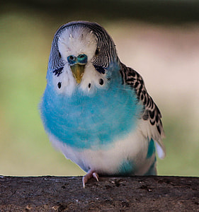 blue and gray Budgerigar standing on brown wooden surface thumbnail