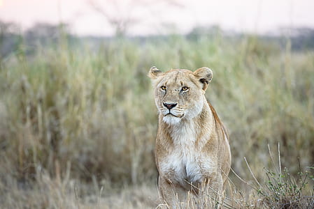 shallow focus photo of lioness thumbnail