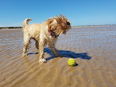 Beach, Dog, Ball, Cockapoo, Puppy, summer thumbnail