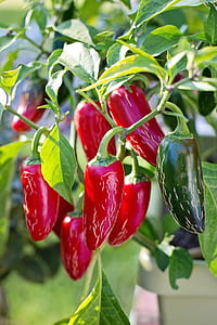 red hot chili pepper thumbnail