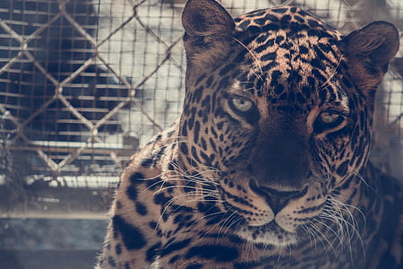 Brown Leopard on Chain Link Fence thumbnail