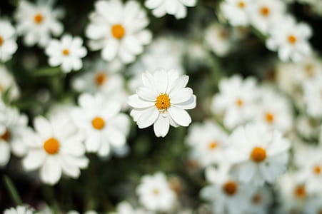 Close-Up Photography of White Daisy thumbnail