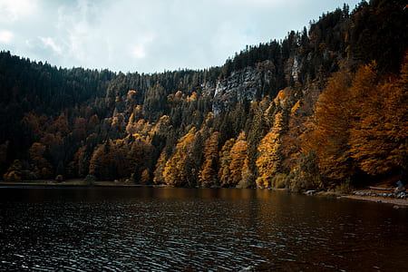 landscape photography of orange and green leafed trees thumbnail