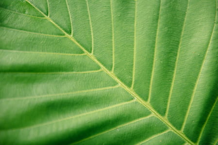 green leaf thumbnail
