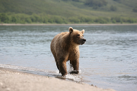 brown Grizzly bear on shore taken during daytime thumbnail