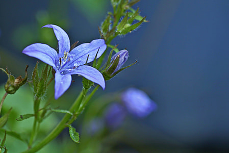 selective focus photography of purple petaled flower thumbnail