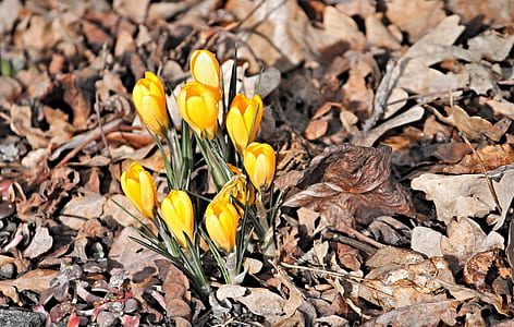 close-up photography of yellow flowers on brown grass thumbnail
