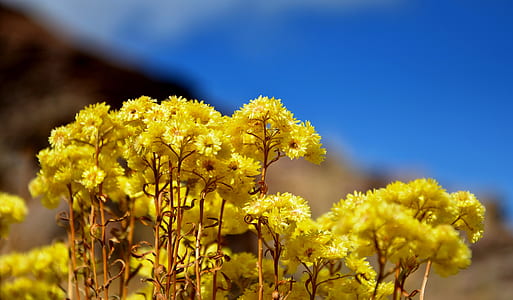 macro shot photography of yellow flowers thumbnail