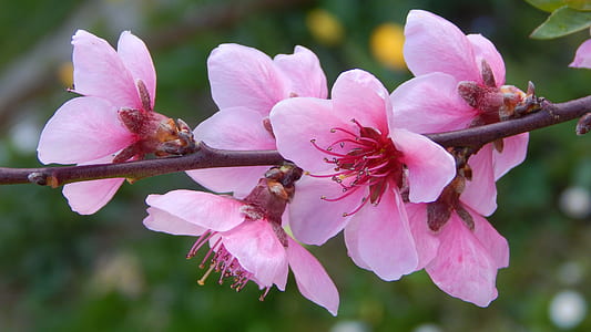 pink flowering tree in bloom thumbnail