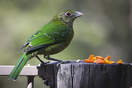 focus photography of bird standing on wooden surface thumbnail