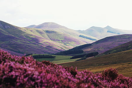 valley with purple bed of flowers thumbnail