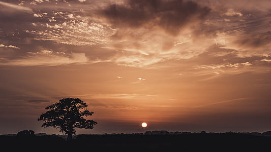 silhouette tree during sunset thumbnail