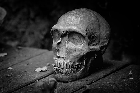 greyscale photography of human skull thumbnail