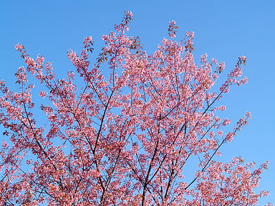nature, sky, flowers, petals thumbnail