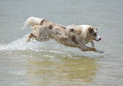 brown dog running over water thumbnail
