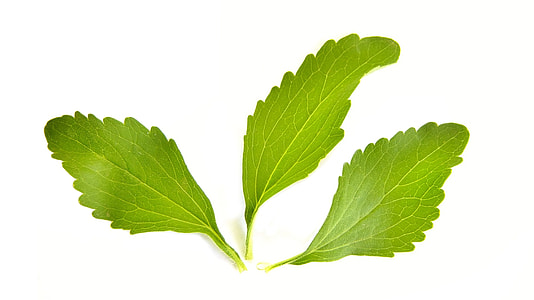 green leafed plant on white background thumbnail