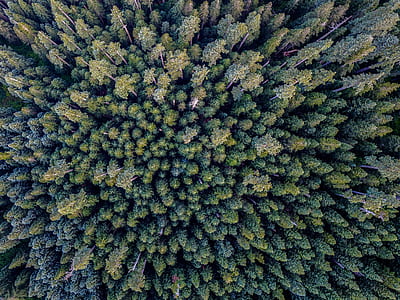bird's eyeview of pine treees thumbnail