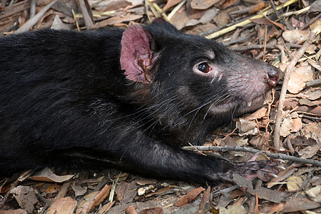 shallow focus photo of rodent thumbnail