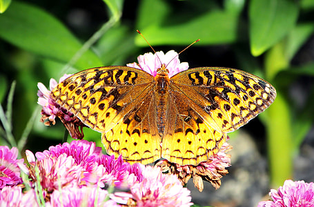 Butterfly, Great Spangled Fritillary thumbnail