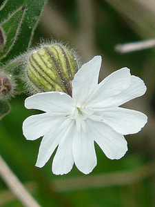 White Lichtnelke, Campion thumbnail
