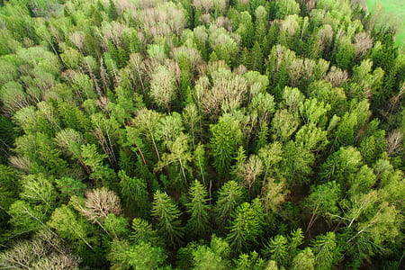 tree, forest, aerial view, top view thumbnail