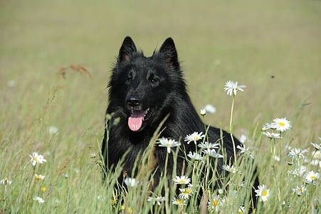 adult groenendael on field thumbnail