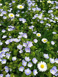 purple and white flowers photography thumbnail