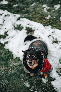Small dog with warm jacket thumbnail