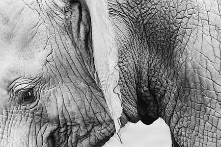 elephant in grayscale photography thumbnail
