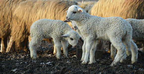 four white sheeps standing on brown mud at daytime thumbnail