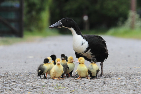 duck and ducklings on grey asphalt road thumbnail