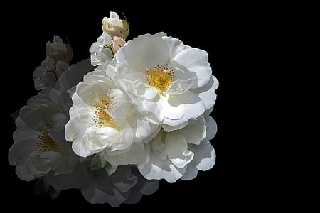 white petaled flowers in close-up photo thumbnail