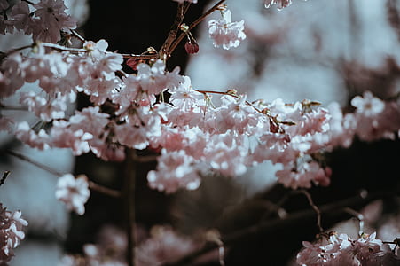 tilt-shift lens photo of white flowering plant thumbnail