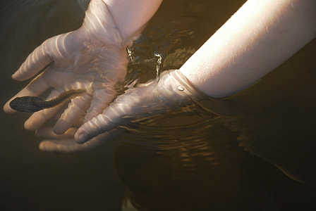 person about to touch a black toad on body of water thumbnail