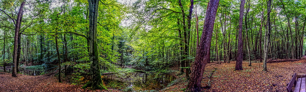 green leafed forest trees thumbnail