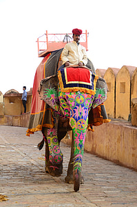 man riding on elephant at daytime thumbnail