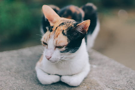 tortoiseshell cat lying on concrete surface thumbnail