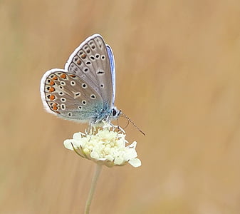 shallow focus photography of common blue butterfly thumbnail