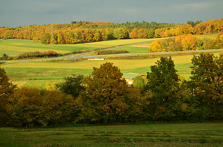 photography of green leaf trees at daytime thumbnail