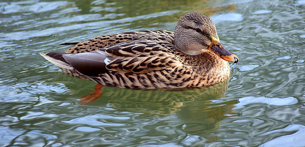 brown and beige duck on body of water during daytime thumbnail