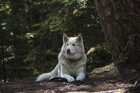copper and white Alaskan malamute prone lying on ground beside tall trees at daytime thumbnail