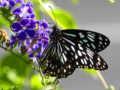 blue and black underwing butterfly perching on blue flower thumbnail