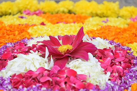 assorted flower bed thumbnail