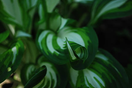 green leaf plants close-up photo thumbnail